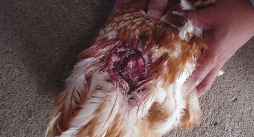 Co dělat, když se kuřata navzájem klují, dokud nevykrvácí?